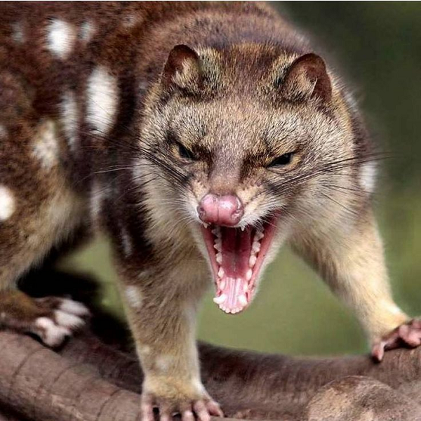 Mỗi lần chúng giao phối trung bình kéo dài vài tiếng đồng hồ nhưng cũng có thể kéo dài đến một ngày. Đó là bởi các con đực không phóng nhiều tinh trùng tại một thời điểm, vì vậy chúng phải xuất tinh nhiều lần để đảm bảo tinh trùng kết hợp được với trứng.