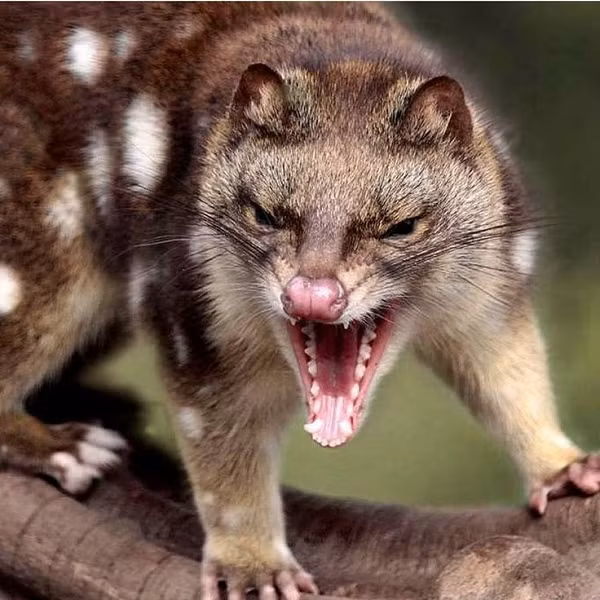 Mỗi lần chúng giao phối trung bình kéo dài vài tiếng đồng hồ nhưng cũng có thể kéo dài đến một ngày. Đó là bởi các con đực không phóng nhiều tinh trùng tại một thời điểm, vì vậy chúng phải xuất tinh nhiều lần để đảm bảo tinh trùng kết hợp được với trứng.