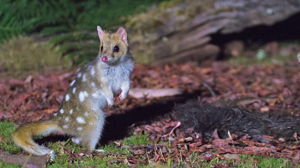 Mèo túi là loài động vật bản địa của Australia và Papua New Guinea. Thức ăn của chúng chủ yếu là côn trùng và các loài động vật nhỏ khác, hoa quả và các loại hạt…