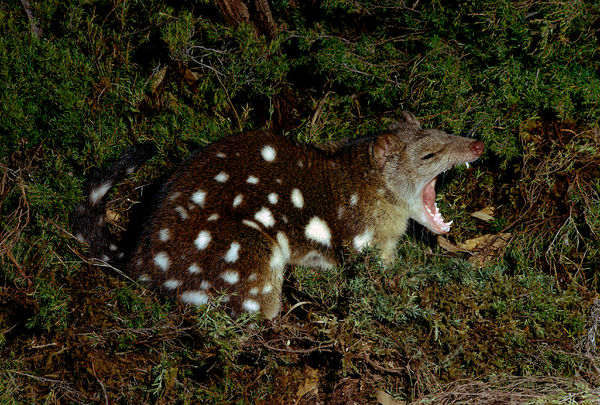 Vậy tại sao việc giao phối ngay trong tự nhiên lại nằm "trong tay" của con cái? Sự lựa chọn giao hợp trong tự nhiên chỉ có một mục đích, đó là để sinh sản ra thế hệ mới.