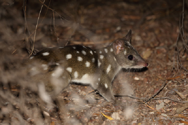 Mèo túi là loài thú hoạt động về đêm. Chúng thích ẩn nấp trong "sào huyệt" là hang tự đào, trên cây hay ụ mối. Loài động vật này có tập tính khá hung dữ trong giao phối.