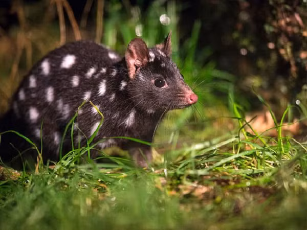 Trong toàn bộ mùa giao phối, mèo túi đực tiêu tốn khá nhiều hóc-môn Testosterone (hóc-môn sinh dục) và phải chiến đấu với những con đực khác, chúng dành rất ít thời gian để ăn và ngủ.