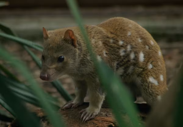 Con cái thì khác, ngoài việc phối hợp giao phối, nó còn có nhiệm vụ mang thai và sinh nở, cũng như nuôi dưỡng đàn con. Vì vậy, những con đực sẽ không buông tha bất cứ con cái nào mà chúng có thể giao phối.