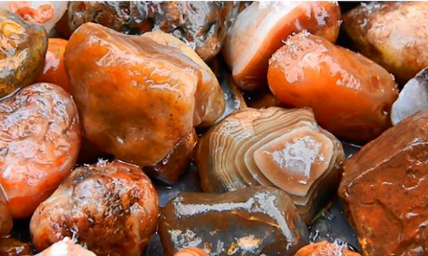 Một vị chuyên gia được bạn mời đến nhà đã phát hiện ra nhà anh chàng sở hữu một kho báu rất đặc biệt. Cụ thể, khi đi qua khoảng sân, chuyên gia nhìn thấy 1 khu vực hình tròn màu nhỏ được người bạn quây lại cẩn thận bằng gạch.