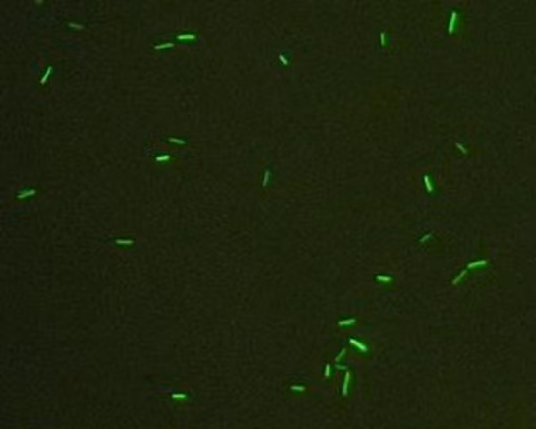 Mặc dù nhìn tương đồng với vi khuẩn, vi khuẩn cổ vẫn mang bộ gen và một số con đường trao đổi chất gần với sinh vật nhân chuẩn hơn: đặc biệt các enzyme liên quan tới quá trình phiên mã và dịch mã.