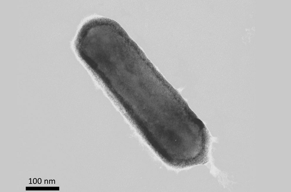 Các nhà khoa học đã phát hiện một loại sinh vật mới ẩn nấp sâu dưới đại dương được đặt tên là Nitrosopumilus maritimus, cùng một số họ hàng gọi chung là ammonia oxidizing archaea (AOA).