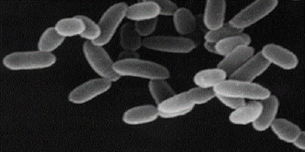 Trong quá khứ, chúng được xem như một nhóm vi khuẩn khác biệt và được gọi là vi khuẩn cổ (danh pháp khoa học: Archaebacteria), nhưng do có lịch sử tiến hóa độc lập và nhiều bất đồng về sinh hóa với các dạng khác của sự sống, chúng hiện được phân thành một vực (domain) riêng trong hệ thống ba vực.