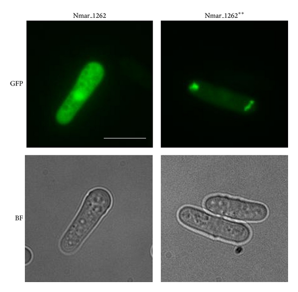 Các đặc tính sinh hóa khác của Archea là độc nhất vô nhị, như vai trò của các ether lipid trong màng tế bào của chúng. Vi khuẩn cổ khai thác các nguồn năng lượng đa dạng hơn nhiều so với sinh vật nhân chuẩn: từ các hợp chất hữu cơ quen thuộc như đường, tới sử dụng amonia, ion kim loại hay thậm chí cả khí hydro làm chất dinh dưỡng.