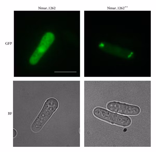 Các đặc tính sinh hóa khác của Archea là độc nhất vô nhị, như vai trò của các ether lipid trong màng tế bào của chúng. Vi khuẩn cổ khai thác các nguồn năng lượng đa dạng hơn nhiều so với sinh vật nhân chuẩn: từ các hợp chất hữu cơ quen thuộc như đường, tới sử dụng amonia, ion kim loại hay thậm chí cả khí hydro làm chất dinh dưỡng.