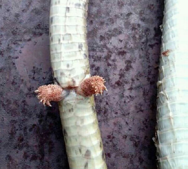 Mỗi con rắn sẽ có hai bán dương vật và trông chúng khá giống chân vì có nhiều gia nhọn lồi ra như móng chân. Đây là một cơ quan sinh dục ngoài của các loài bò sát có vảy như thằn lằn, rắn và thằn lằn giun.