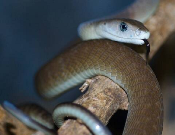 Chúng có khả năng giết chết 80 người cùng lúc, tương đương với 20 con voi châu Phi, sau cú “táp” đầu tiên. Vì vậy Thiên nhiên đã khéo ban tặng cho loài này cái đầu hình “cỗ quan tài” để cảnh báo tất cả kẻ thù về sự nguy hiểm của nó.