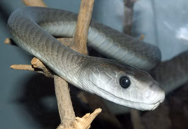 Rắn Mamba đen (Dendroaspis polylepis) là loài rắn độc dài nhất ở châu Phi, trung bình khoảng chừng dài khoảng 2,5 m đến 3,2 m và con lớn có thể dài tới 4,45 m.