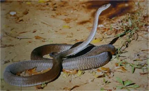 Rắn Mamba đen có thể chồm lên cao khoảng cách bằng 1/3 chiều dài cơ thể chúng ngay khi đang di chuyển. Chúng bơi rất giỏi và cực kỳ nhanh nhẹn, dữ tợn và hung bạo khi phát hiện mục tiêu hay kẻ thù.