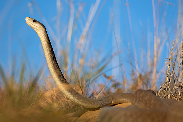 Nhiều loài rắn độc khác thường di chuyển chậm chạp, Mamba đen có tốc độ di chuyển rất nhanh cùng vẻ ngoài hung dữ. Tốc độ di chuyển của Mamba đen có thể lên tới 11 km/h.