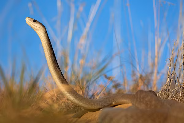 Nhiều loài rắn độc khác thường di chuyển chậm chạp, Mamba đen có tốc độ di chuyển rất nhanh cùng vẻ ngoài hung dữ. Tốc độ di chuyển của Mamba đen có thể lên tới 11 km/h.