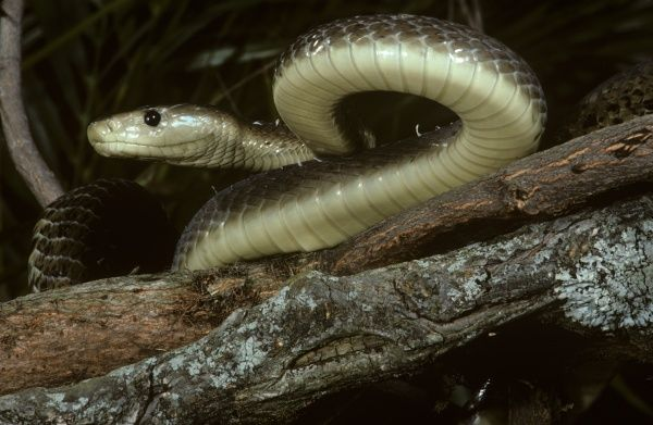 Vết cắn của loài rắn này được mệnh danh là "nụ hôn thần chết" vì nọc độc của loài rắn này gấp 3 lần hổ mang châu Phi (Cape Cobra), gấp 5 lần hổ mang chúa và gấp 40 lần hổ lục Gaboon.