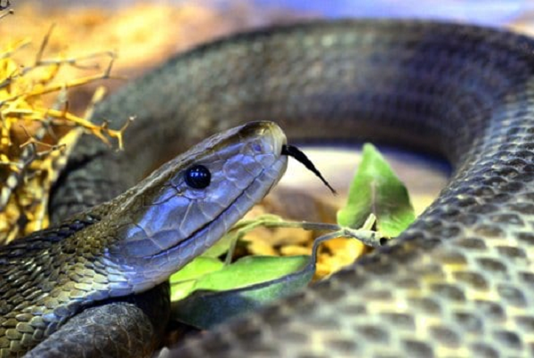 Nạn nhân sẽ bị bại liệt toàn thân sau 45 phút cắn nếu không được chữa trị kịp thời và tử vong ngay sau đó vì độc tố thần kinh cực mạnh của Mamba đen.