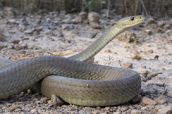 Rắn Mamba đen phân bố ở khu vực phía Nam và Đông của Châu Phi, chúng thường ẩn náu trong hang hoặc hốc cây, thích không gian mở, thấp.