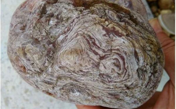 Người nông dân thấy khúc gỗ lạ này tuy dính đầy bùn đất, lại có vẻ như đã bị mục nhưng bù lại hình dáng khá kỳ lạ nên đã quyết định mang về nhà. Tuy nhiên khi nhặt lên, bề mặt của khúc gỗ sần sùi, bên trên có nhiều lỗ to nhỏ với kích thước khác nhau.