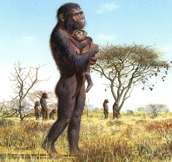 Sau đó, nhóm nghiên cứu đã liên kết 2 hiện tượng: thứ nhất là bộ não lớn lần đầu tiên xuất hiện ở Homo erectus cách đây 2 triệu năm; thứ hai là các bằng chứng cho thấy đây là loài mà lượng thịt trong khẩu phần gia tăng đột biến.