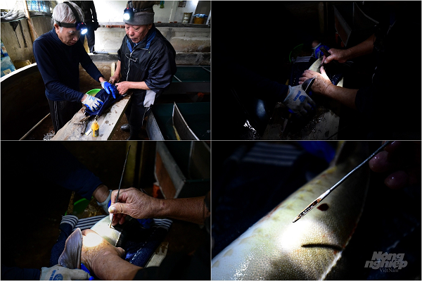 Theo tiến sỹ Lê Thanh Lựu, cá tầm Sterlet được ông nuôi lấy trứng từ đầu vì giống này vừa nhanh cho trứng, vừa có giá trị trứng cao. Cụ thể, những con cá Sterlet chỉ sau 3 năm là xuất hiện buồng trứng và đến năm thứ 4 là có thể cho thu trứng, trong khi đó cá tầm Nga hay Siberia phải mất 6-8 năm mới cho thu hoạch trứng. Trong ảnh là ông Lựu (trái) và đồng nghiệp là ông Vượng (phải) đang dùng kỹ thuật để thăm trứng trên cá tầm Sterlet.