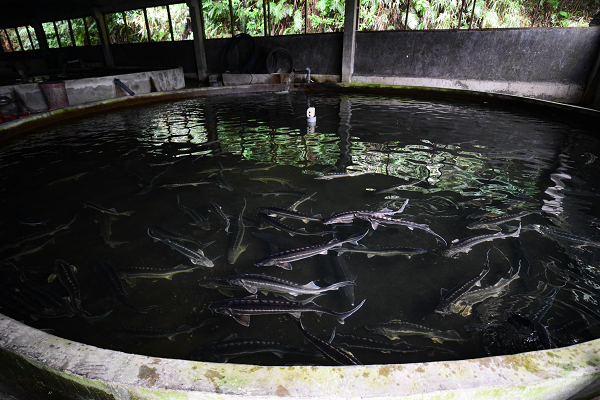 Nước suối mát lạnh từ rừng nguyên sinh được dẫn chảy vào bể lắng lọc, hệ thống này sẽ làm sạch sơ bộ cho nguồn nước nuôi cá, loại bỏ rác và tạp chất, sau đó nước được đưa vào các bể nuôi. Cá tầm là loài ưa nước lạnh, sạch và có dòng chảy nên nước được bố trí vào, ra bể liên tục. Các bể nuôi của ông Lê Thanh Lựu có diện tích khoảng 100 m2 mặt nước, sâu khoảng 1 m. Với 100 m3 này ông bố trí nuôi khoảng 2,5 tấn cá/bể.