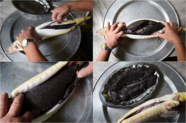 Những con cá tầm Sterlet sau 4 năm bắt đầu cho thu trứng và trung bình mỗi năm có thể thu 1 lần. Cá tầm Sterlet là loài cỡ nhỏ nên trọng lượng cá trứng chỉ vào khoảng 2-5 kg và tỷ lệ trứng trung bình vào khoảng 15-20% trọng lượng cơ thể cá. Trong ảnh là con cá tầm Sterlet 8 năm tuổi, nặng 2,5 kg với 0,6 kg trứng.