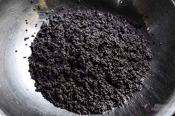 Giá bán trứng cá tầm Sterlet tại trại hiện nay vào khoảng 18 triệu đồng/kg, khi đến các nhà hàng, mức giá này còn tăng lên nhiều. Đây là loại thực phẩm cao cấp, thường có mặt trong các nhà hàng, khách sạn cao cấp. Điều đặc biệt mà ông Lựu cùng đồng nghiệp ở trại cá này làm được có thể thu trứng mà không làm chết cá, chất lượng trứng vẫn tươi ngon như trứng mổ cá.