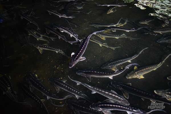 Điểm đặc biệt của trại cá này là họ tự làm giống bằng nguồn trứng mua từ Nga và Hung ga ri. "Chúng tôi nhập trứng cá từ Nga, Hung ga ri về rồi tự cho ấp, ương cá bột, làm cá giống để nuôi và bán cho bà con nuôi cá tầm trong vùng", tiến sỹ Lê Thanh Lựu chia sẻ. Hiện nay, tại trại cá của ông Lựu có 3 giống là Nga, Siberia và Sterlet, trong đó cá tầm Nga và Siberia nuôi lấy thịt còn giống Sterlet nuôi lấy trứng. Thời gian tới khi những lứa cá tầm Nga và Siberia đủ độ tuổi sinh sản, tiến sỹ Lựu sẽ chuyển hướng nuôi lấy trứng đồng thời cho sinh sản nhân tạo các giống cá này.