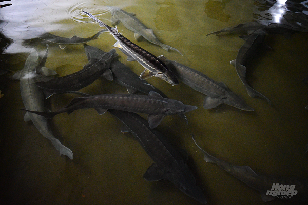 Ngoài cá Sterlet nuôi lấy trứng, ở đây còn có lượng cá thịt rất lớn chất lượng rất cao đảm bảo an toàn sinh học gồm 2 loài cá tầm Nga và cá tầm Siberia. Trong đó, cá tầm Nga có tốc độ lớn chậm hơn nhưng chất lượng thịt cao hơn còn cá tầm Siberia lại lớn nhanh, sớm cho thu hoạch. Cụ thể, nếu cá tầm Siberia chỉ cần 18 tháng để đạt trọng lượng 2,5-3 kg thì cá tầm Nga cần đến 2 năm, đây là trọng lượng phù hợp để bán vì người tiêu dùng không muốn mua cá quá to. Tuy nhiên, trong trại cũng có 1 bể dành để nuôi những con cá làm giống bố mẹ sinh sản sau này, trọng lượng lên đến 13-14 kg.