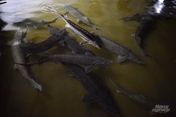 Ngoài cá Sterlet nuôi lấy trứng, ở đây còn có lượng cá thịt rất lớn chất lượng rất cao đảm bảo an toàn sinh học gồm 2 loài cá tầm Nga và cá tầm Siberia. Trong đó, cá tầm Nga có tốc độ lớn chậm hơn nhưng chất lượng thịt cao hơn còn cá tầm Siberia lại lớn nhanh, sớm cho thu hoạch. Cụ thể, nếu cá tầm Siberia chỉ cần 18 tháng để đạt trọng lượng 2,5-3 kg thì cá tầm Nga cần đến 2 năm, đây là trọng lượng phù hợp để bán vì người tiêu dùng không muốn mua cá quá to. Tuy nhiên, trong trại cũng có 1 bể dành để nuôi những con cá làm giống bố mẹ sinh sản sau này, trọng lượng lên đến 13-14 kg.