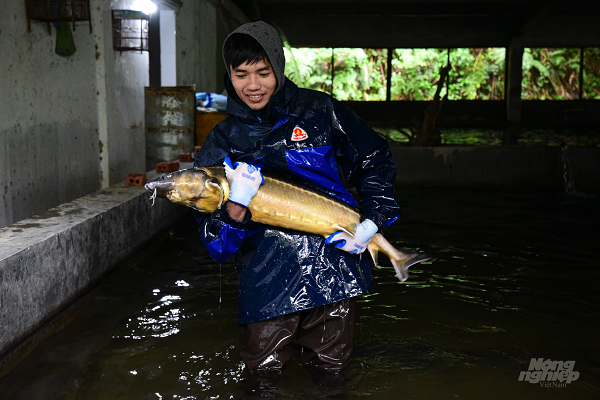 Theo tiến sỹ Lê Thanh Lựu, hiện nay cá tầm thịt của trại thường được bán cho người tiêu dùng trực tiếp hoặc các cửa hàng thực phẩm sạch. "So với cá tầm giống Trung Quốc hoặc nhập từ Trung Quốc, cá của chúng tôi có chất lượng và giá bán cao hơn nên thích hợp bán trực tiếp cho người tiêu dùng hơn", ông L