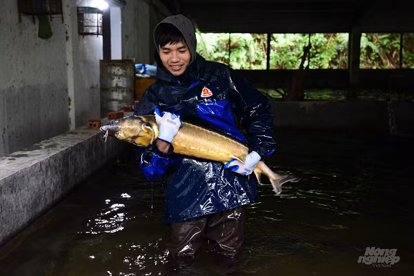 Theo tiến sỹ Lê Thanh Lựu, hiện nay cá tầm thịt của trại thường được bán cho người tiêu dùng trực tiếp hoặc các cửa hàng thực phẩm sạch. "So với cá tầm giống Trung Quốc hoặc nhập từ Trung Quốc, cá của chúng tôi có chất lượng và giá bán cao hơn nên thích hợp bán trực tiếp cho người tiêu dùng hơn", ông L