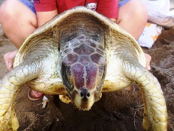 Con vích biển trưởng thành khoảng 60 – 70cm (2 feet). Cá thể vích biển cái và đực thường có kích thước tương đương nhau. Tuy nhiên, đặc điểm khác biệt lớn nhất là cá thể cái có thân hình tròn và có cái đuôi ngắn hơn cá thể vích biển đực.