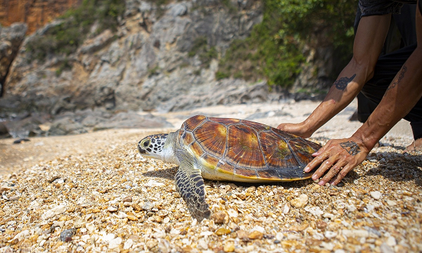 Vích biển là một loài rùa biển nhỏ, tên khoa học của chúng xuất phát từ màu sắc cơ thể của con vích biển giống màu của loài cây ô liu. Loài này cùng bộ rùa với các ba ba trơn, ba ba gai được nuôi nhiều ở nước ta.