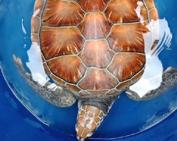 Loài rùa biển này có trọng lượng dao động từ 25 – 45kg, tối đa là khoảng 50kg. Con vích biển đực thường có trọng lượng lớn hơn cá thể cái một chút.