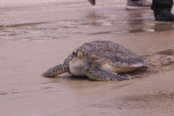 Loài rùa biển này phân bố khá rộng, hầu hết các vùng biển nhiệt đới, khí hậu ấm áp đều có sự xuất hiện của con vích biển. Ở các đại dương lớn như Thái Bình Dương và Ấn Độ Dương, Đại Tây Dương cũng ghi nhận sự có mặt của loài thú quý hiếm này.