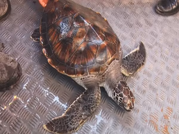 Sáng ngày 18/1, ngư dân Vũ Quang Triệu đã phát hiện một cá thể rùa to dính vào lưới. Sau khi quan sát và tìm hiểu, anh phát hiện đây là loài rùa quý cần được bảo vệ.