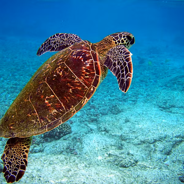 Vì vậy anh đã lập tức thông báo đến Đội Cảnh sát giao thông biển - Công an huyện Vân Đồn về việc này. Sau khi tiếp nhận thông tin, Công an huyện Vân Đồn đã phối hợp với người dân thả cá thể rùa quý về biển.