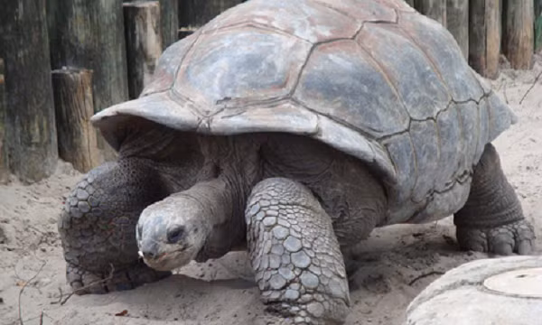 Khi bàn về tuổi thọ của loài rùa ta không thể không nhắc tới lớp mai cứng cáp của chúng. Lớp mai này bao phủ hầu hết cơ thể của loài rùa, bảo vệ chúng khỏi các loài săn mồi.