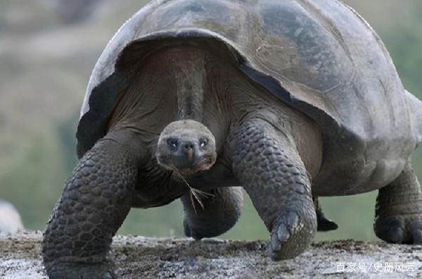 Adwaita không phải là con rùa duy nhất được phát hiện sống đến hàng trăm năm tuổi. Cụ rùa Royal ở Ai Cập chết vào năm 2013 cũng có tuổi thọ lên đến 270 năm.