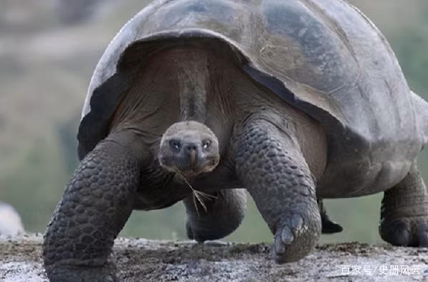 Adwaita không phải là con rùa duy nhất được phát hiện sống đến hàng trăm năm tuổi. Cụ rùa Royal ở Ai Cập chết vào năm 2013 cũng có tuổi thọ lên đến 270 năm.