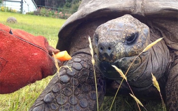 Trong họ bò sát, các loài rùa (bao gồm cả rùa cạn và rùa nước) thường có tuổi thọ rất cao. Các loài lớn như rùa biển (dài 1 – 1.5m, nặng xấp xỉ 150kg), sống từ 80 – 100 năm. Rùa cạn khổng lồ (lớn nhất trong các loại rùa cạn, thường nặng khoảng 200kg) thậm chí còn có thể sống đến 200 năm!