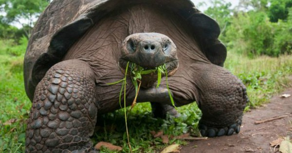 Đến năm 1875, Adwaita được chuyển sang một môi trường sống mới. Cụ rùa hơn 200 tuổi này được chăm sóc cẩn thận hàng ngày. Adwaita rất thích ăn trái cây. Qua nhiều thập kỷ, nó vẫn tiếp tục phát triển và nặng 250 kg.