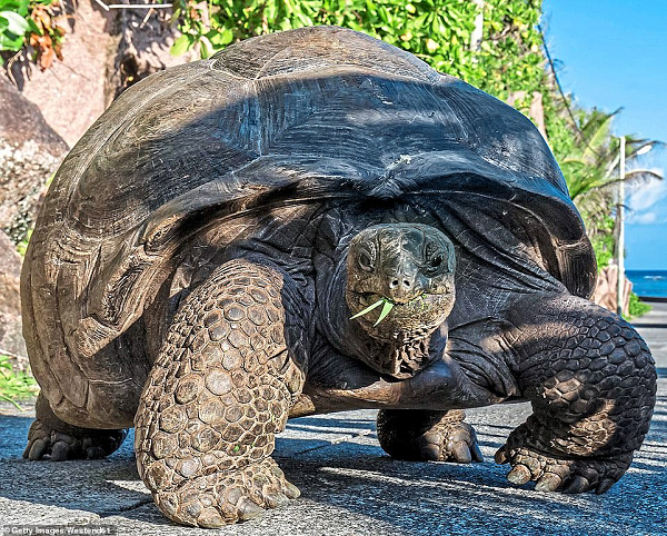 Khi đã phát triển đầy đủ, rùa có thể tự bảo vệ bản thân khỏi hầu hết các loài. Rùa sơ sinh, ngược lại, lại rất dễ bị tấn công. Tuy nhiên, lớp mai không phải là lý do duy nhất giúp chúng tránh khỏi các loài thú khác.