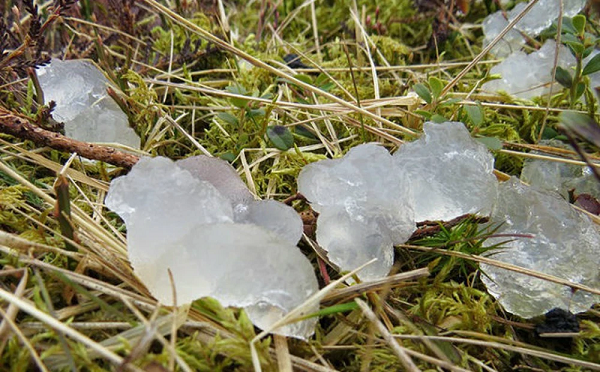 Nhóm người chưa từng nhìn thấy thứ gi tương tự như vậy nên rất tò mò. Khi nhặt thử nó lên xem xét, họ thấy có cảm giác vật thể lạ dai như 1 viên thạch trắng.