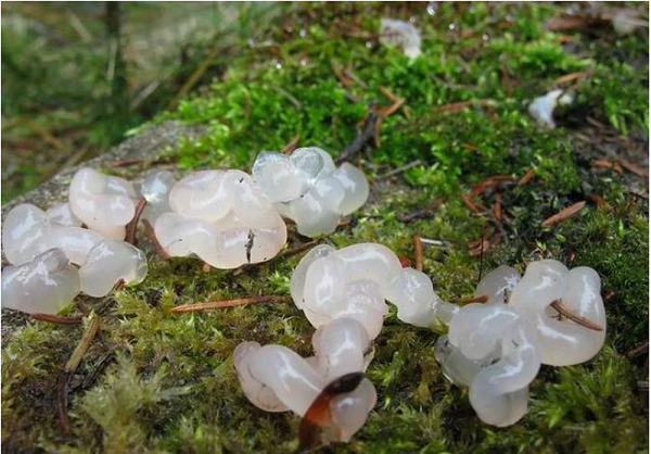 Đi tiếp thêm 1 đoạn đường nữa, họ lại bắt gặp rất nhiều "thạch trắng" nằm rải rác. Vì thế, cả nhóm quyết định lấy 1 chiếc hộp nhựa để đựng 1 "viên thạch" và đem về nhà.