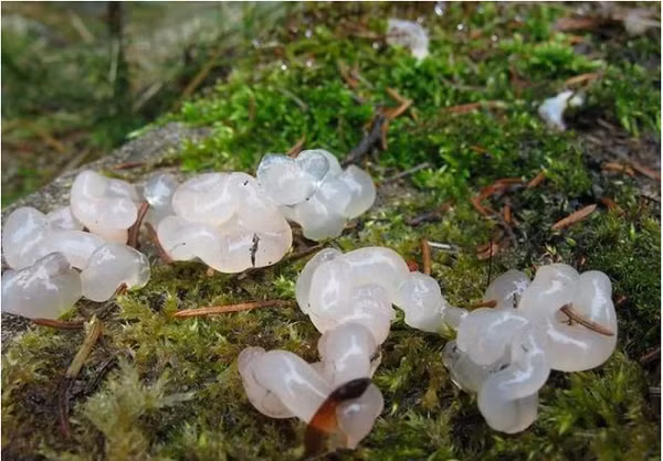 Đi tiếp thêm 1 đoạn đường nữa, họ lại bắt gặp rất nhiều "thạch trắng" nằm rải rác. Vì thế, cả nhóm quyết định lấy 1 chiếc hộp nhựa để đựng 1 "viên thạch" và đem về nhà.