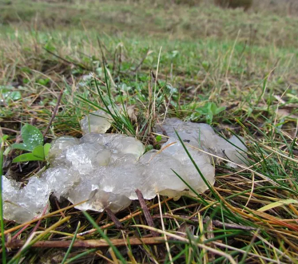 Người dân địa phương ở bang Veracruz tại México lại cho rằng thạch sao là nấm mốc Enteridium lycoperdon.