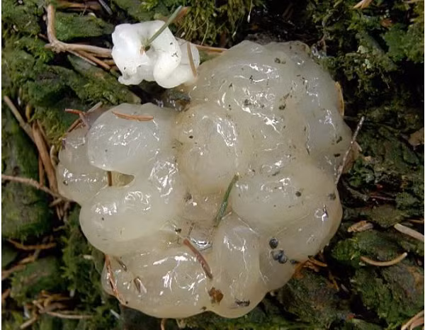 Sau khi đăng hình ảnh của những vật thể lạ đó lên mạng, cả nhóm đã tìm được 1 chuyên gia về sinh vật giúp họ giải đáp nỗi băn khoăn. Sau khi xem xét, vị chuyện gia cho biết thứ họ tìm thấy được gọi là thạch sao.